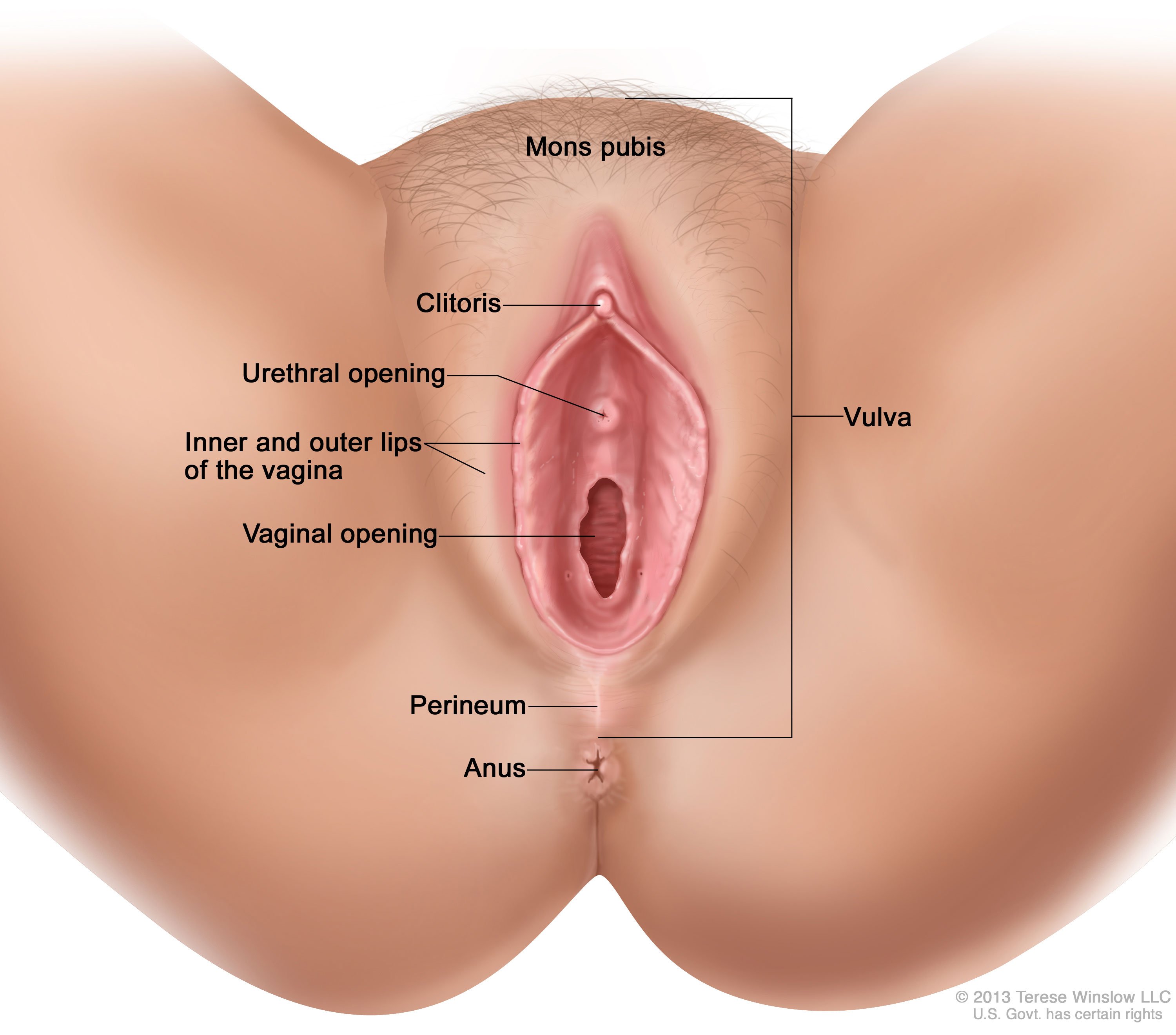 Строение вагины изнутри 65 фото