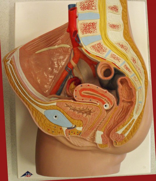 женские органы