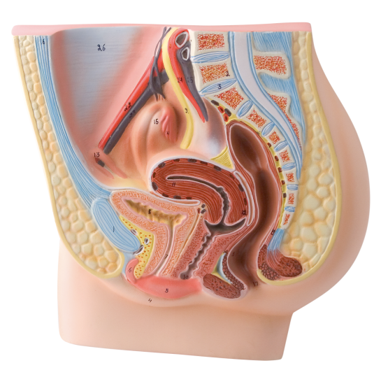 половые органы женщины