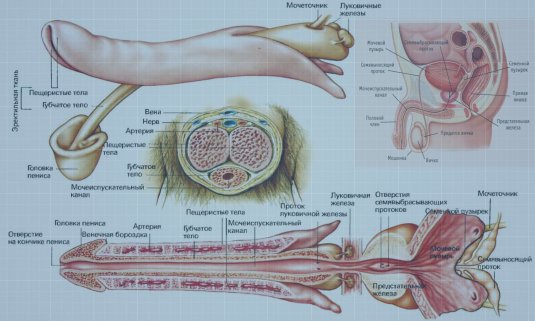 Строение полового члена (64 фото)