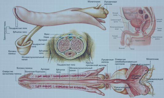 Расположение клитора у девушки