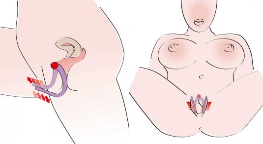 Анатомия женской вульвы