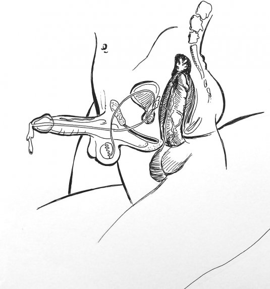 Анатомия порно