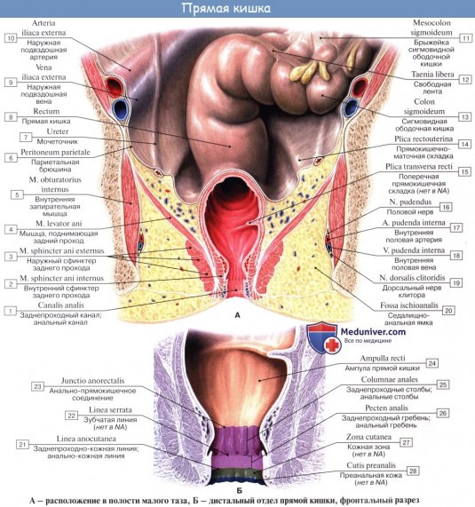 Топографическая анатомия прямой кишки