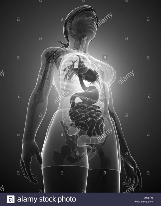 Анатомия кишечника женщины