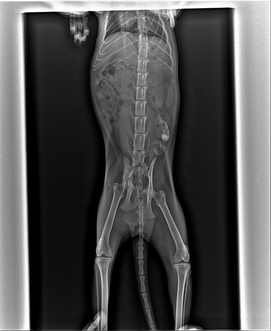 Рентген брюшной полости кошки норма