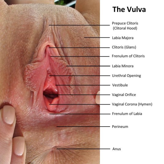 Анатомия женской вагины