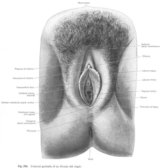Анатомия женщины вагина