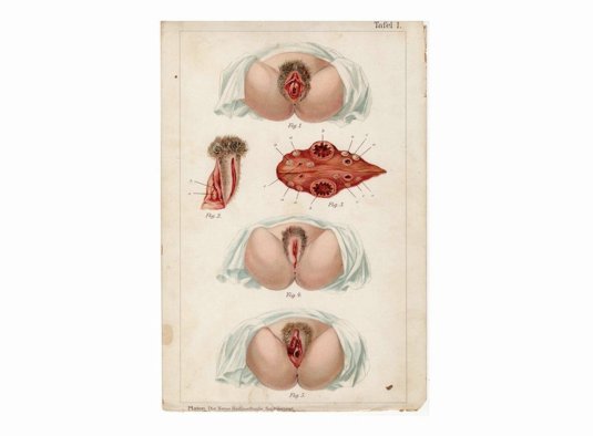 Анатомия вагины рисунок