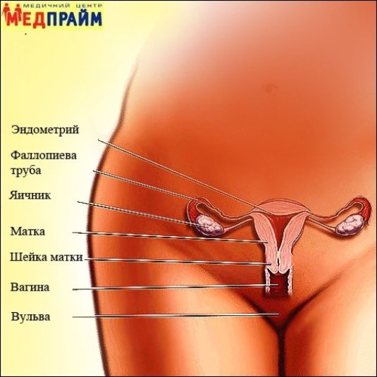 Женские половые органы строение