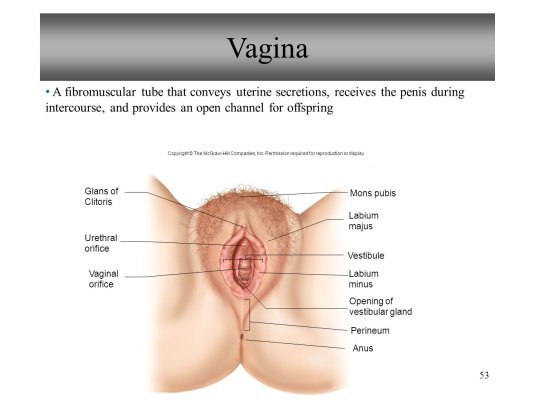 Внешние половые органы женщины