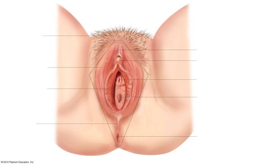 Уретра и влагалище расположение