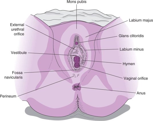 Строение женской промежности