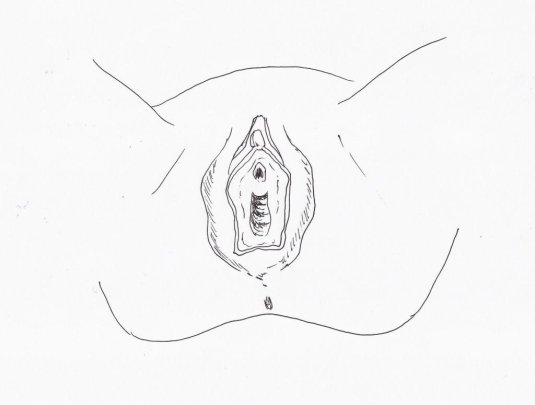 Строение вульвы