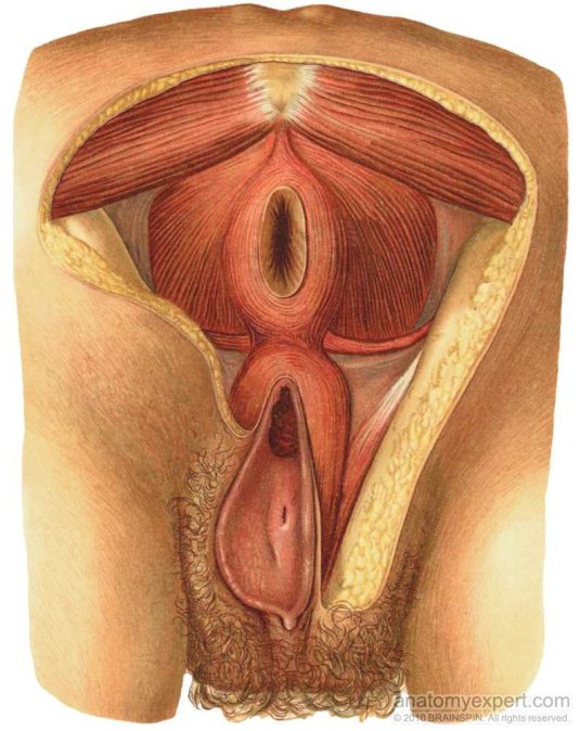 Структура женской вагины