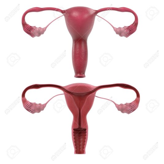 Where does the penis go during intercourse