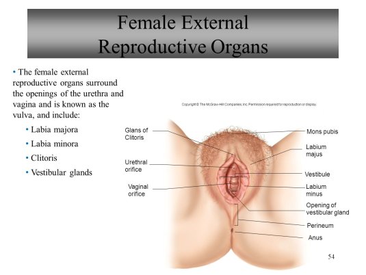 The female reproductive system