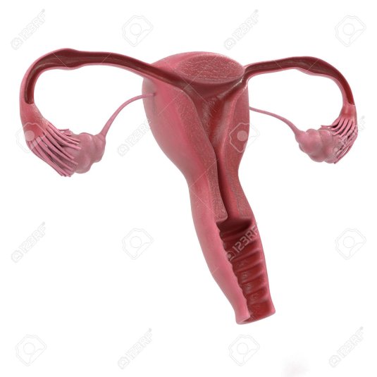 Гермафродит человек