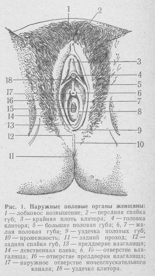 Женская половая система