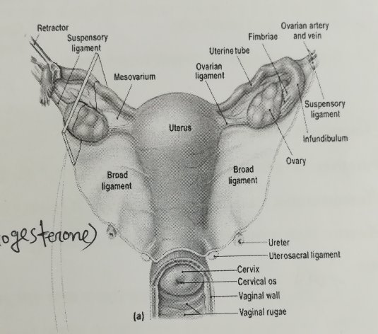 Женская половая система