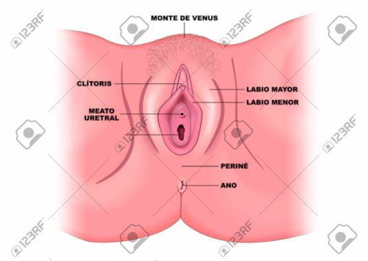 Анатомия женских половых органов