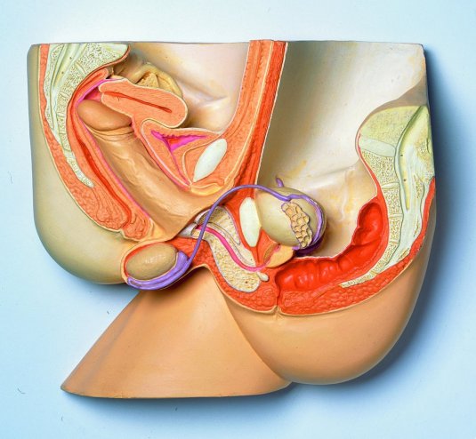 Строение женских наружных гениталий