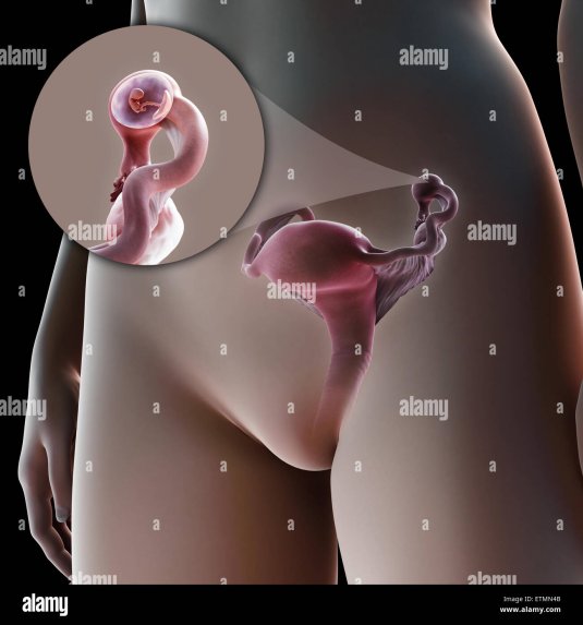 Вульва и вагина анатомия