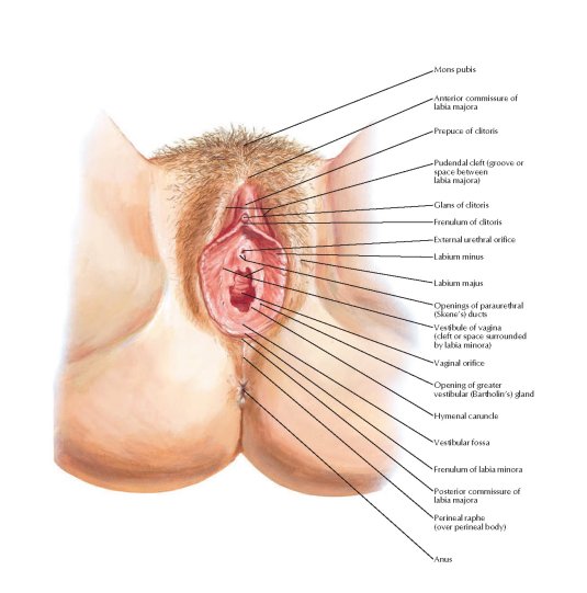 Расположение вагины у женщин