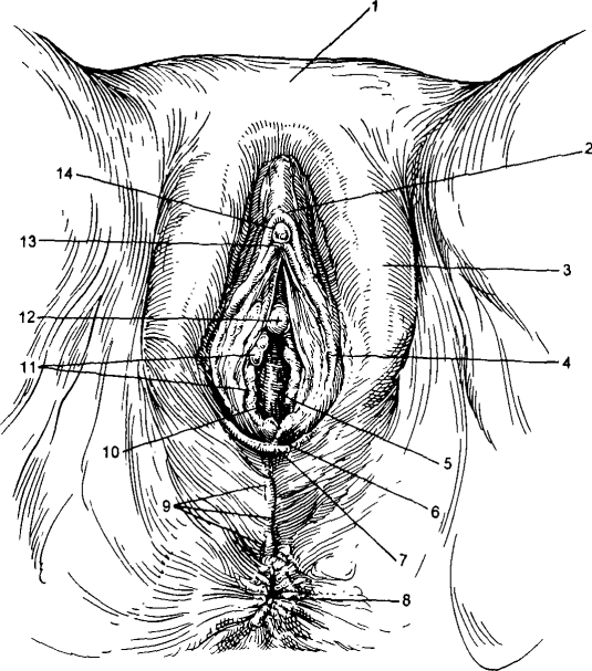 Изображение гениталий в искусстве
