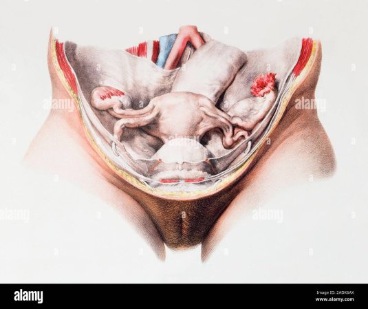 Женский половой орган в разрезе
