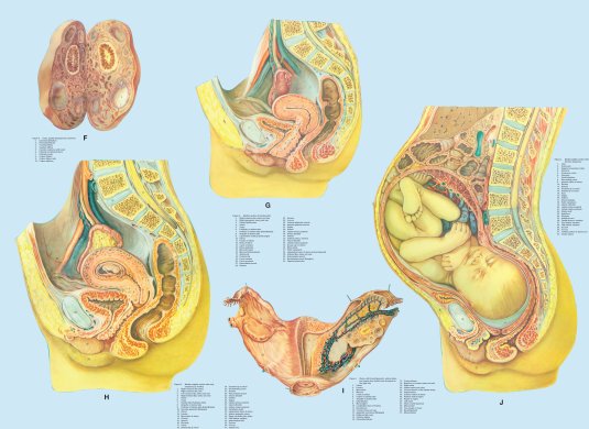 Анатомия беременной женщины