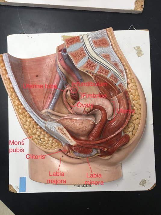 Формы женских половых органов