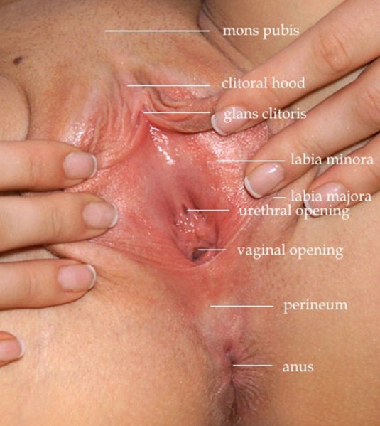 Половой член во влагалище в разрезе