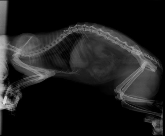 Рентген брюшной полости собаки