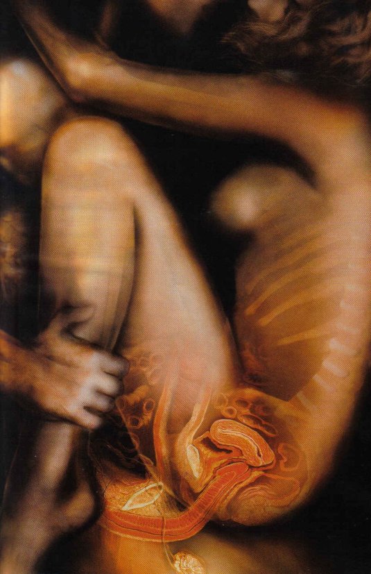 Анатомия полового сношения