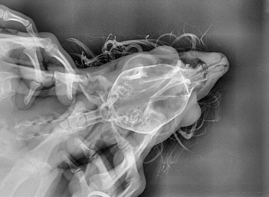 Рисование половых органов