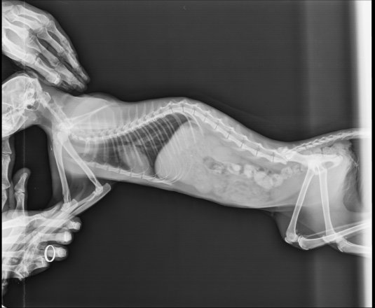 Рисование половых органов