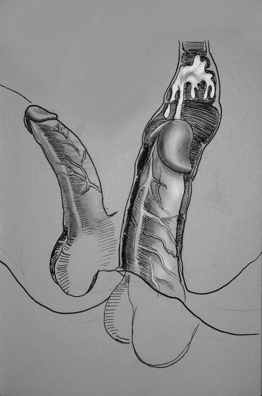 Член рисунок