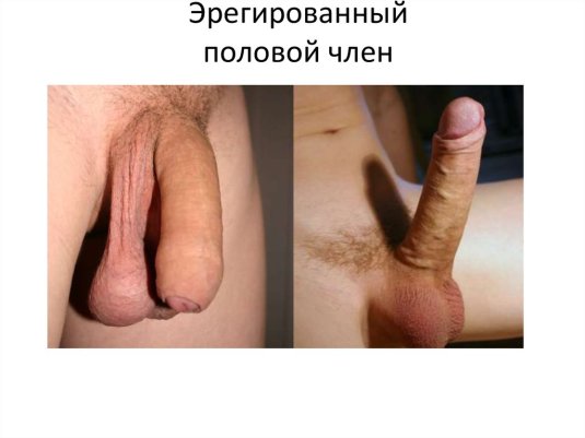 Мужской половой член эрекция