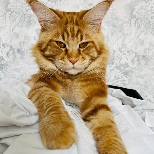 Кунилингус в трусиках стоя