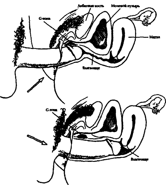 Схема расположения члена во влагалище
