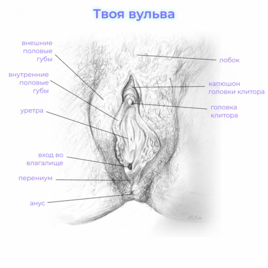 Анатомия полового сношения
