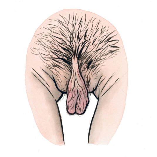 Вагина женская