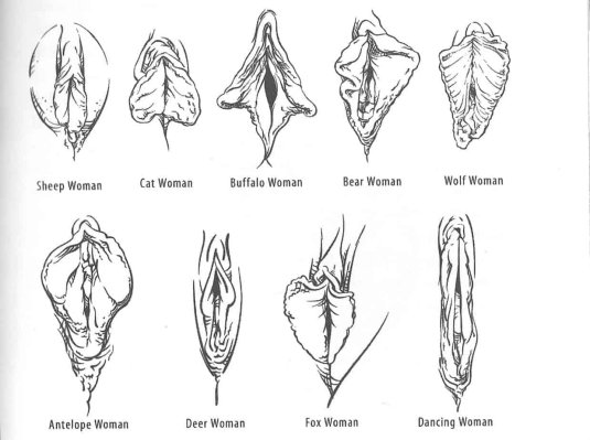 Формы женских половых