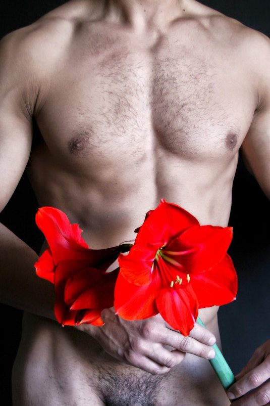 Гиппеаструм ред лион