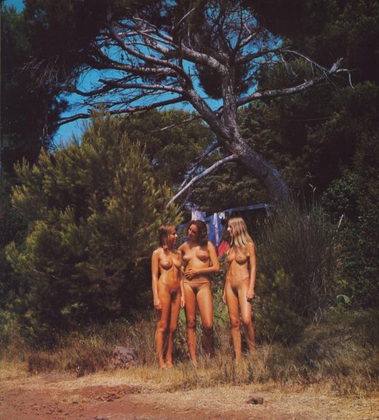 Сосновые деревья