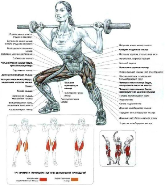 Анатомия приседаний со штангой
