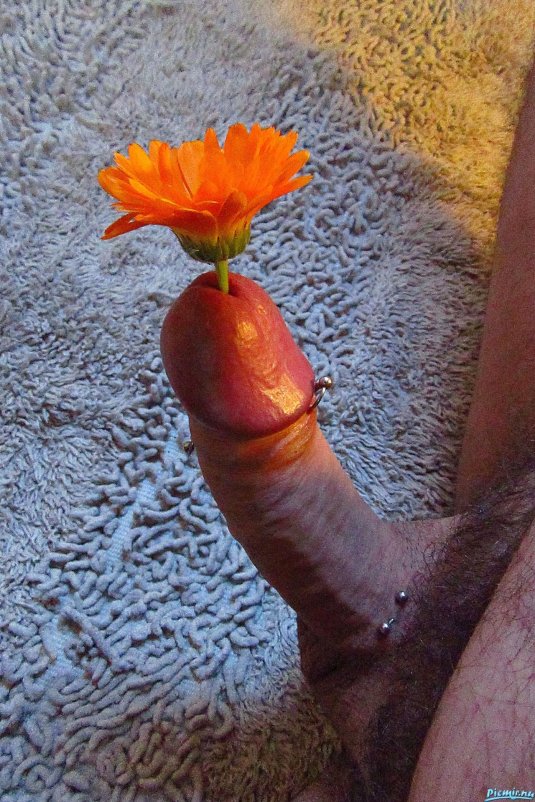 Цветки календулы