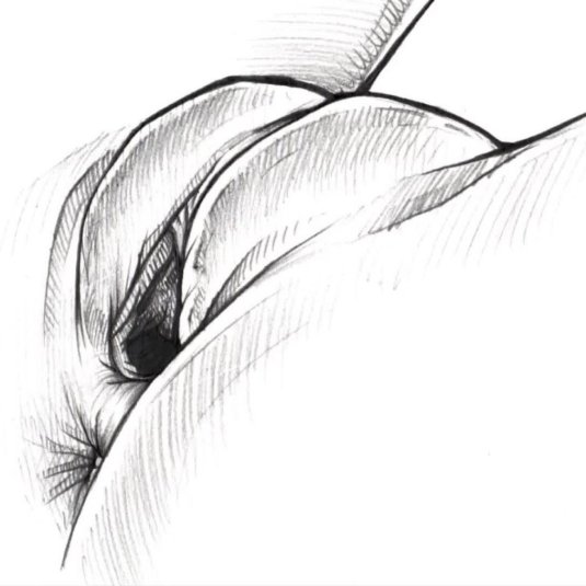 Рисунок пера